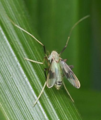 Réf. 255 334 : Stenochironomus gibbus